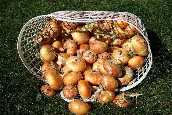 Кракен ссылка 25