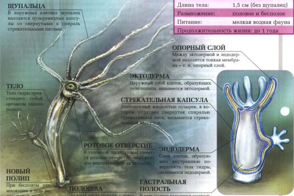 Kraken 12at зеркало