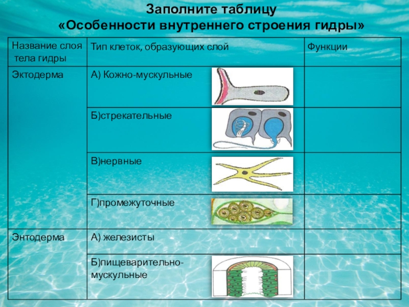 Кракен рабочая ссылка
