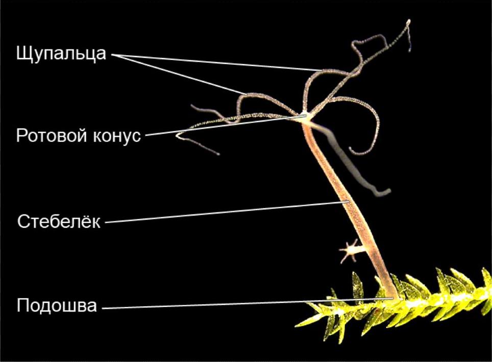 Кракен ссылка vtor